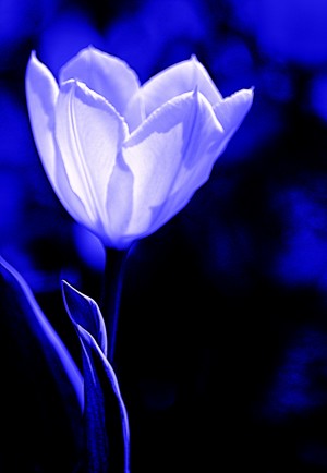 Tulip Blue